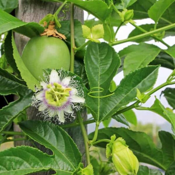 Fruit de la passion - Passifllore