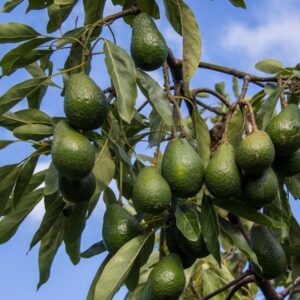 Avocatier greffé variété hass