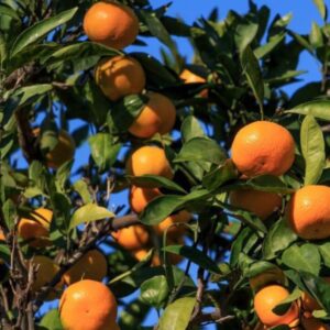 Mandarinier variété ortanique