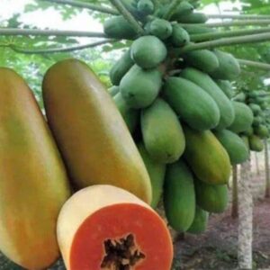 Papayer Nain : variété calina IPB9
