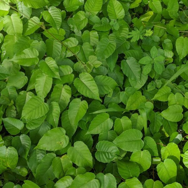 Sablier (Hura crepitans)