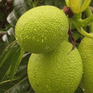 Arbre à pain (Artocarpus altilis)