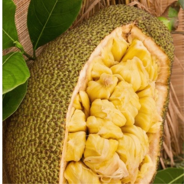 Jacquier Artocarpus heterophyllus