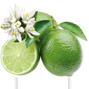 Citronnier Lime de Tahiti