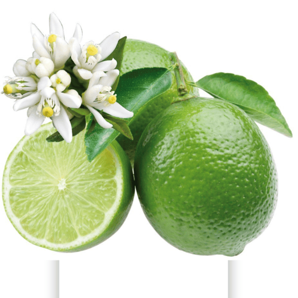 Citronnier Lime de Tahiti