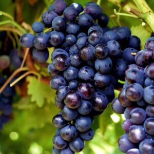Raisin muscadine (noir)