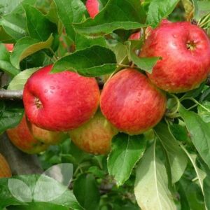 Pommier pink lady