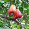 Anacardium occidentale - Anacardier