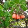 Anacardium occidentale - Anacardier