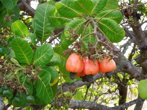 Anacardium occidentale - Anacardier