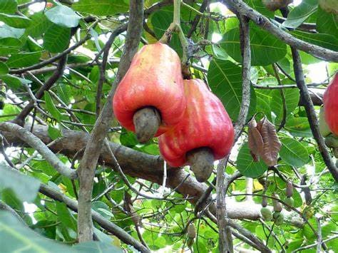 Anacardium occidentale - Anacardier