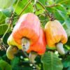 Anacardium occidentale - Anacardier