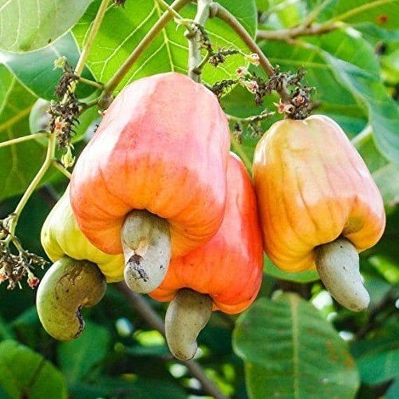 Anacardium occidentale - Anacardier