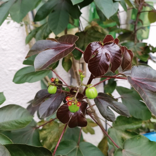 Jatropha rouge (Jatropha gossypiifolia)