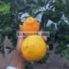 Tangelo - Tangelo minneola