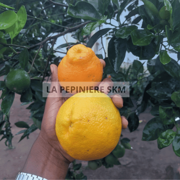 Tangelo - Tangelo minneola