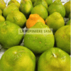 Tangelo - Tangelo minneola