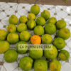 Tangelo - Tangelo minneola