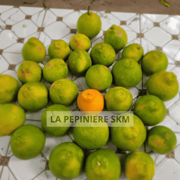 Tangelo - Tangelo minneola