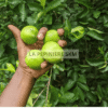 Citronnier Lime de Tahiti