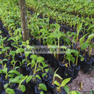 Bananier plantain