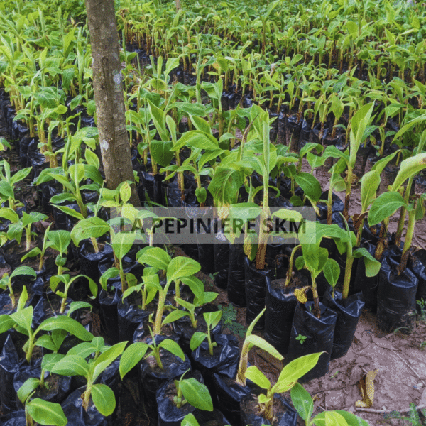 Bananier plantain