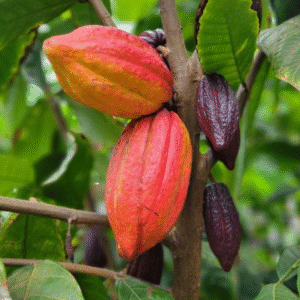 cacaoyer