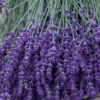 Lavande (Lavandula angustifolia)