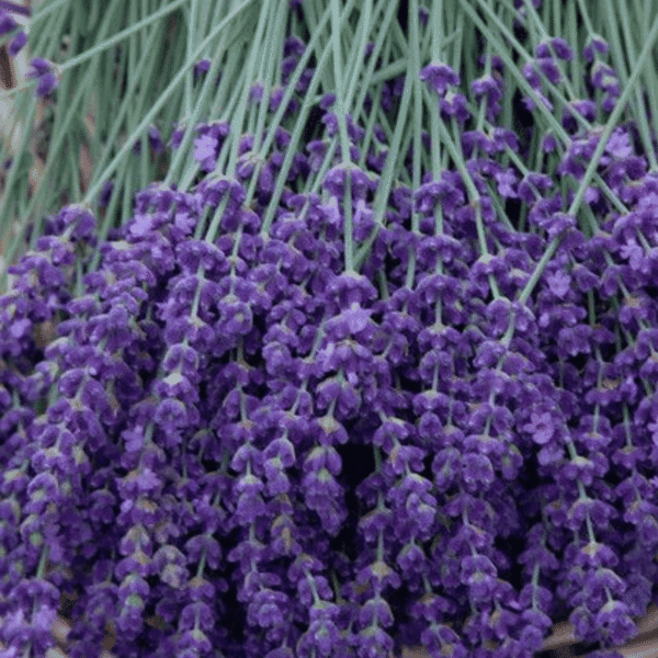 Lavande (Lavandula angustifolia)