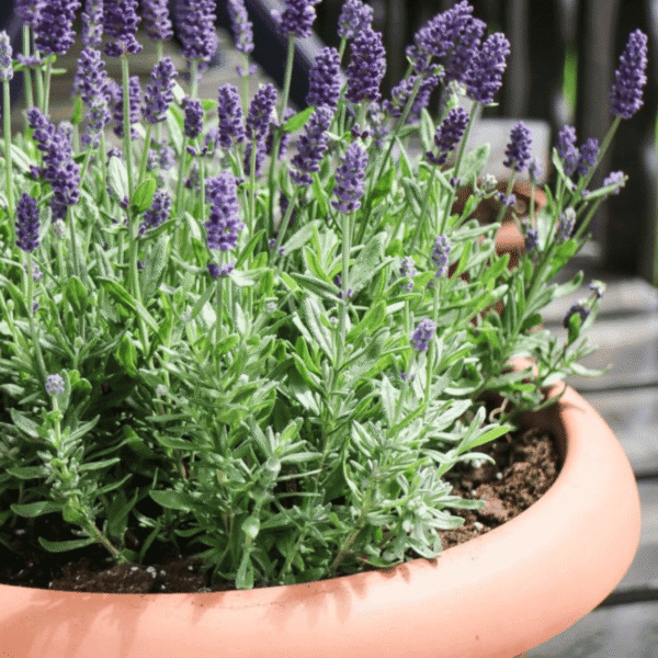 Lavande (Lavandula angustifolia)