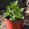Stévia (Stevia rebaudiana)