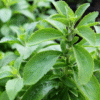 Stévia (Stevia rebaudiana)