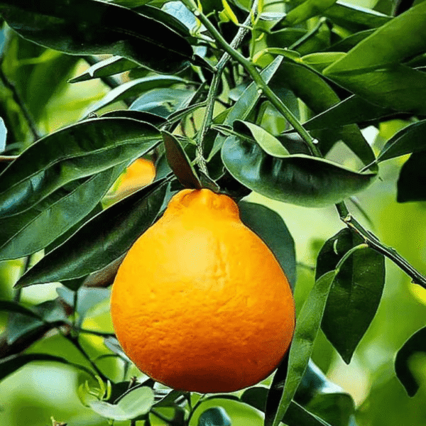 Tangelo - Tangelo minneola