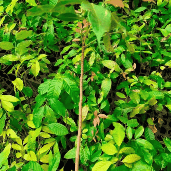 Khaya senegalensis - Mawugen