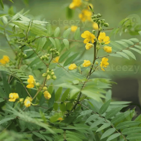 Senna siamea - Acacia siamea