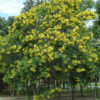 Senna siamea - Acacia siamea