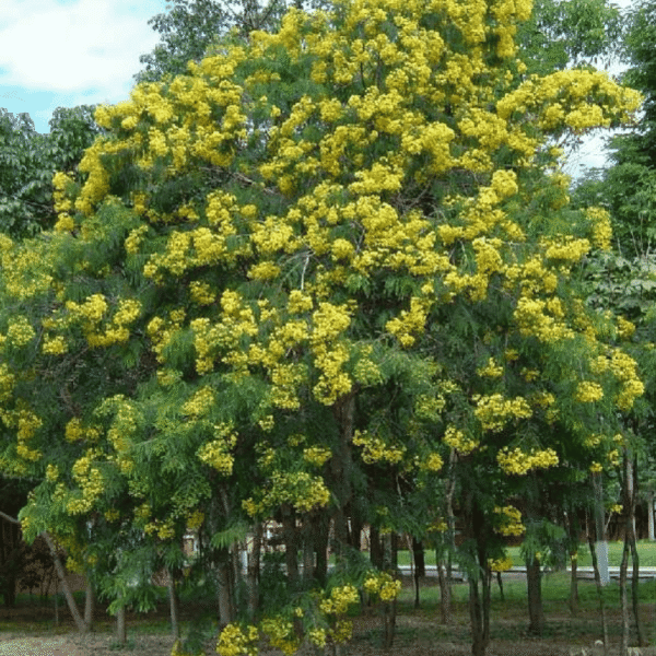 Senna siamea - Acacia siamea