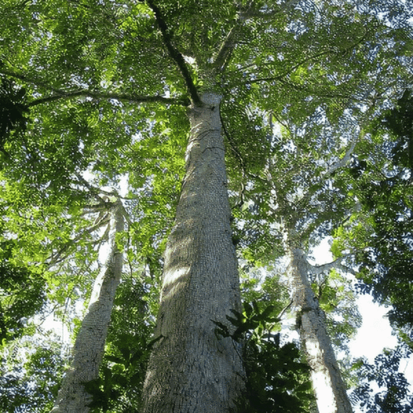 Terminalia superba - Fraké