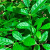 Khaya senegalensis - Mawugen