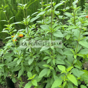 Thé de Gambie (Lippia multiflora)