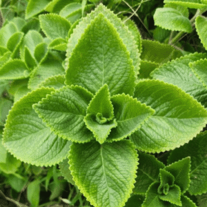 Origan (Origanum vulgare)