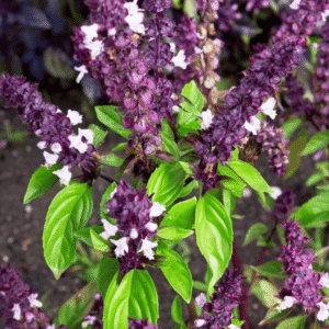 Basilic thaï