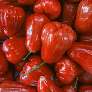 Pomme d’eau (Syzygium aqueum)