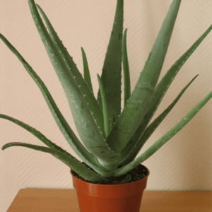 Aloe vera