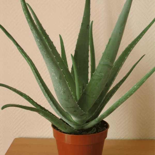 Aloe vera