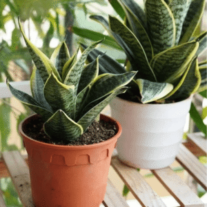 Sansevieria trifasciata (Langue de belle-mère)