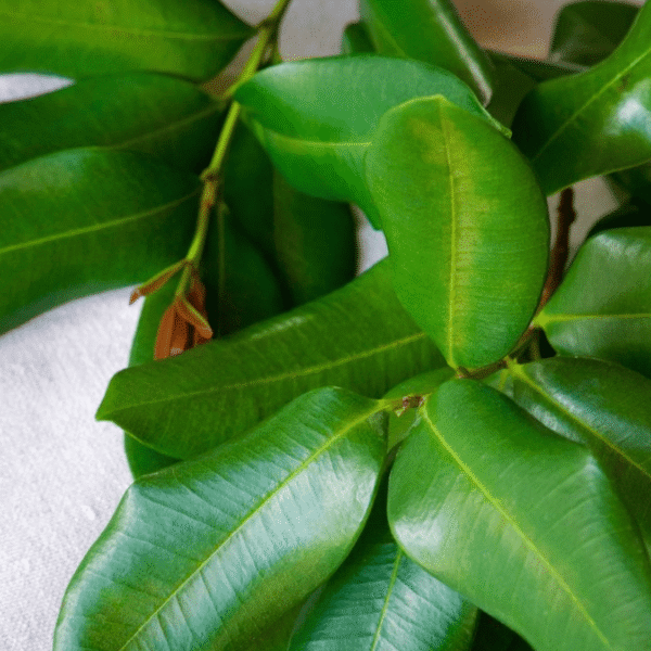 Laurier des Antilles (bois d'Inde)