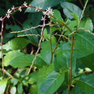 Anti-serpent (Anamu)