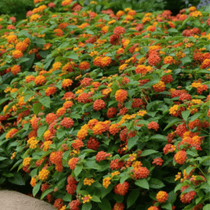 Lantana camara