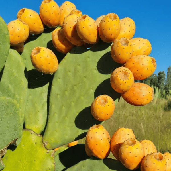 cactus (1) Figue de Barbarie